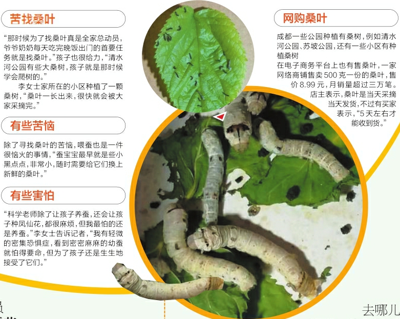 科学课让孩子养蚕并观察 家长苦恼：桑叶9元钱500克